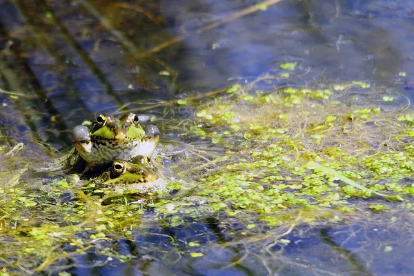 水生环境中的普通青蛙 — 图库照片
