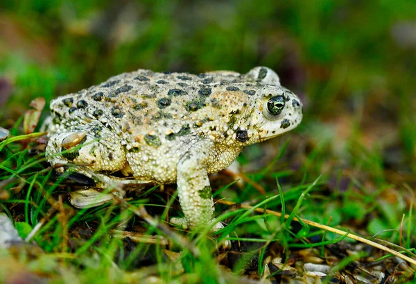 Ropucha obecná nebo ropucha evropská, druh žáby čeledi Bufonidae. — Stock fotografie