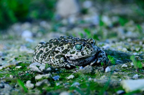 Epidalea calamita est une espèce d'amphibiens de la famille des Bufonidae.. — Photo