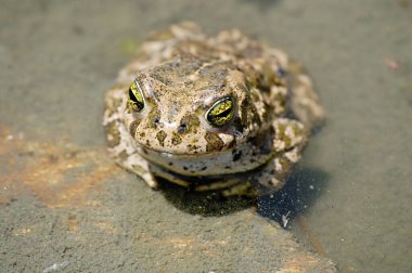 Epidalea calamita, Bufonidae familyasından bir kurbağa türü..