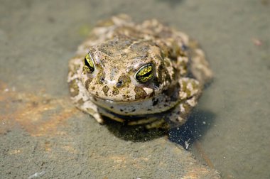Epidalea calamita or Runner toad, a species of frog in the Bufonidae family. clipart