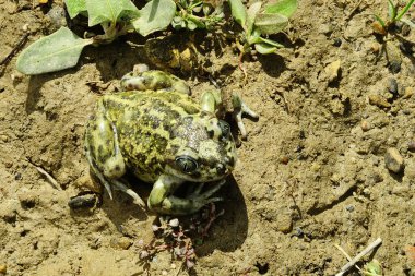 Pelobates, Bufonidae familyasından bir kurbağa türü..