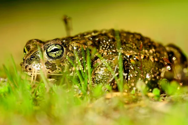 부폰 과 (科) 에 속하는 개구리의 일종인 피 달리아 픽 리타 (Epidalea pysita) 또는 러너 두꺼비. — 스톡 사진