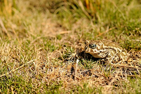 Epidalea calamita est une espèce d'amphibiens de la famille des Bufonidae.. — Photo