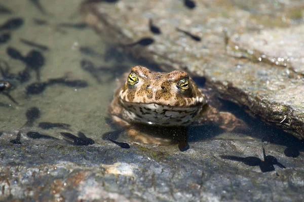 Epidalea calamita lub Runner ropucha, gatunek żaby z rodziny Bufonidae. — Zdjęcie stockowe