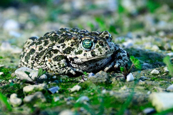 Epidalea calamita або Runner toad - вид жаб родини Bufonidae.. — стокове фото