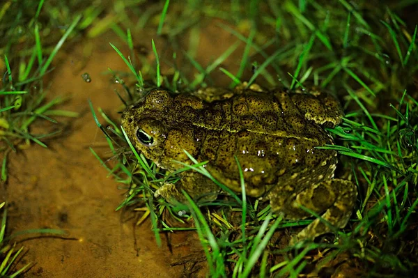 부폰 과 (科) 에 속하는 개구리의 일종인 피 달리아 픽 리타 (Epidalea pysita) 또는 러너 두꺼비. — 스톡 사진