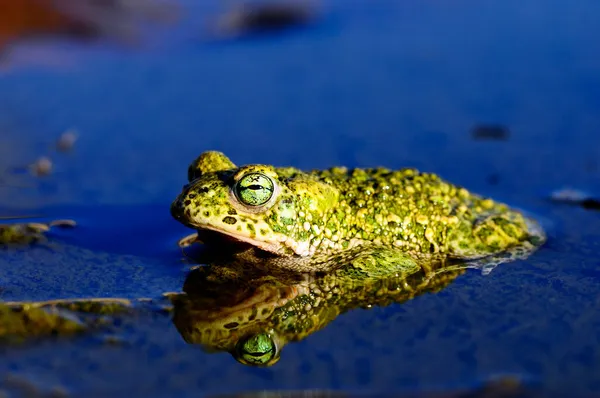 Epidalea calamita nebo Runner ropucha, druh žáby z čeledi Bufonidae. — Stock fotografie