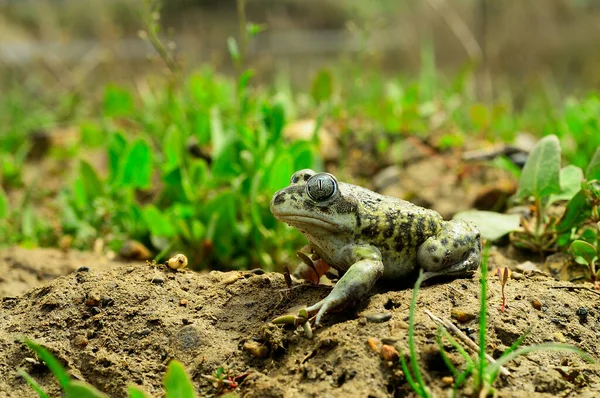 Pelobates cultripes or ostruh ropucha, druh žáby z čeledi Bufonidae. — Stock fotografie