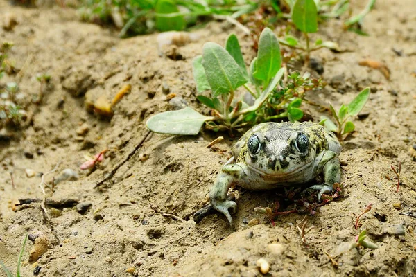 Pelobates cultripes or spur toad, a species of frog in the Bufonidae family. — Stock Photo, Image