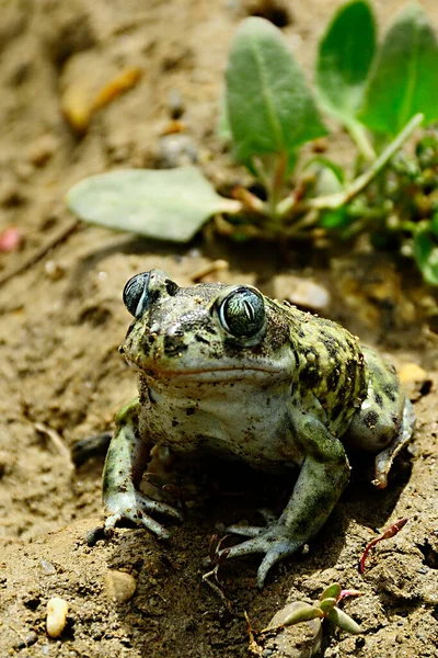 들꽃 과 (科) 에 속하는 개구리의 일종인 펠로 바테스 컬 트리 페스 (Pelobates cultripes) 또는스 푸토 아드. — 스톡 사진