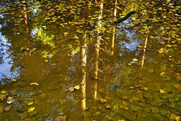 Stagnant water with autumn reflection — Stock Photo, Image