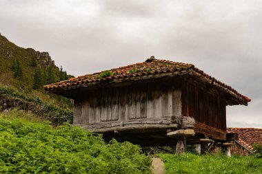 Asturias 'taki Muniellos doğal rezervi