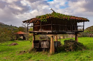 Asturias 'taki Muniellos doğal rezervi