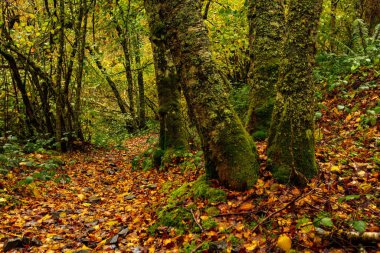 Asturias 'taki Muniellos doğal rezervi