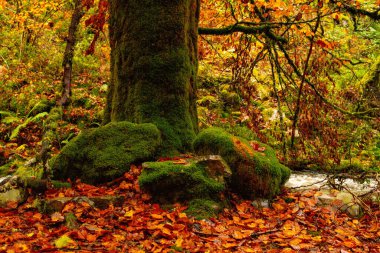 Asturias 'taki Muniellos doğal rezervi
