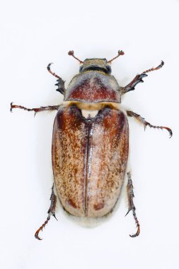 Scarabaeidae familyasından bir böcek türü - Anoxia australis