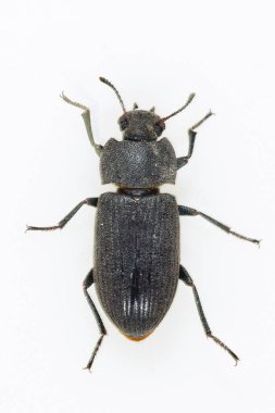 Gonocephalum, Tenebrionidae familyasından bir kara böcek cinsidir.