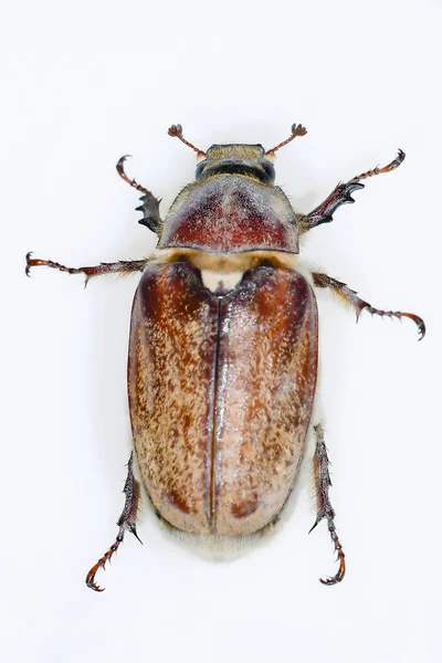Soorten van de familie Scarabaeidae - Anoxia australis — Stockfoto