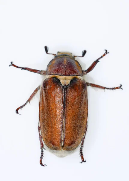 Species of beetle of the family Scarabaeidae - Anoxia australis — Stock Photo, Image