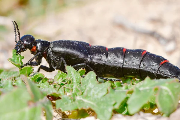 Die Art der polyphonen Käfer der Familie Meloidae - Berberomeloe majalis — Stockfoto