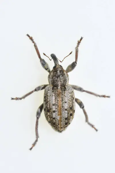 Curculionidae, buğday bitleri ve buğday bitleri olarak bilinen, otçul bir böcek familyasıdır. — Stok fotoğraf
