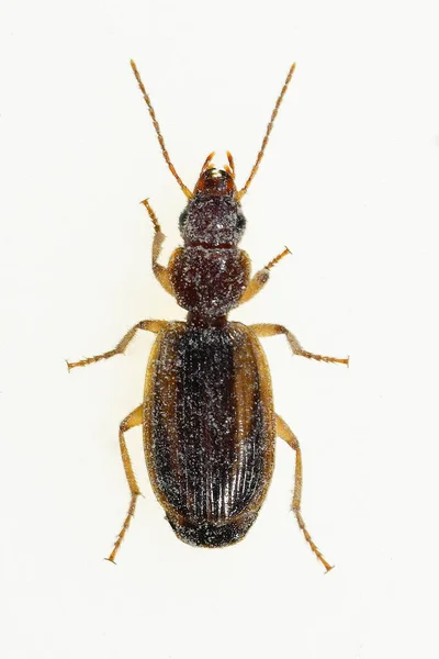 A Cymindis lineola a Carabidae családba tartozó bogárfaj. — Stock Fotó