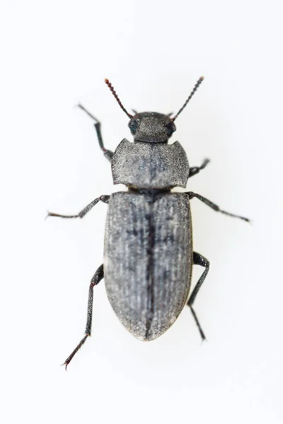 Gonocephalum is a genus of dusky beetles in the family Tenebrionidae — Stock Photo, Image