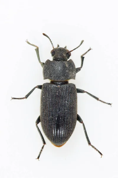 Gonocephalum is a genus of dusky beetles in the family Tenebrionidae — Stock Photo, Image