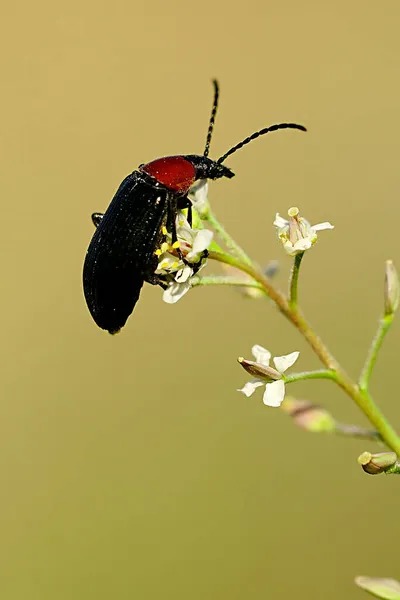 Heliotaurus ruficollis, escarabajo polífago de la familia Tenebrionidae. — Foto de Stock