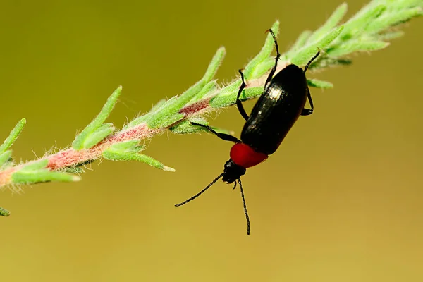 Heliotaurus ruficollis, escarabajo polífago de la familia Tenebrionidae. —  Fotos de Stock