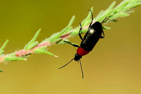 Heliotaurus ruficollis, besouro polifágico da família Tenebrionidae. — Fotografia de Stock