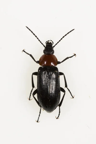 Heliotaurus ruficollis, escarabajo polífago de la familia Tenebrionidae. —  Fotos de Stock