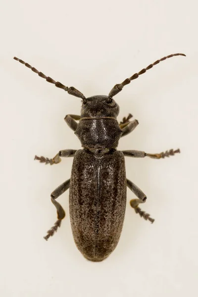 Iberodorcadion nigripennis is een keversoort uit de familie van de boktorren (Cerambycidae).. — Stockfoto