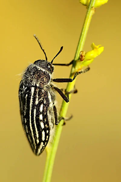 Julodis onopordi - вид жуков из семейства Buprestidae — стоковое фото