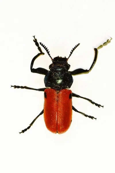 Labidostomis lusitanica, Chrysomelidae familyasından böcek.. — Stok fotoğraf