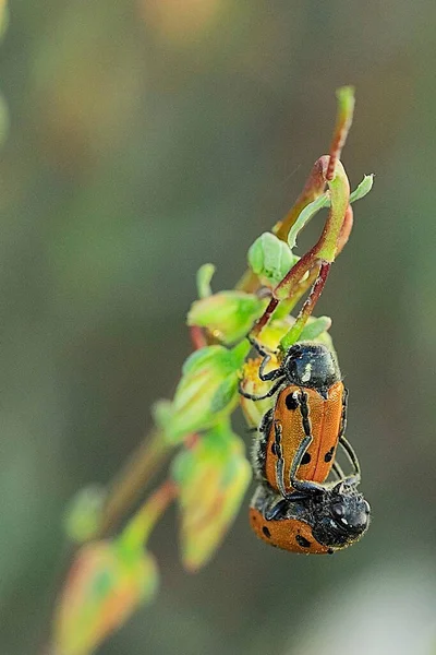 Lachnaia tristigma ist eine Käferart der Familie der Chrysomelidae — Stockfoto