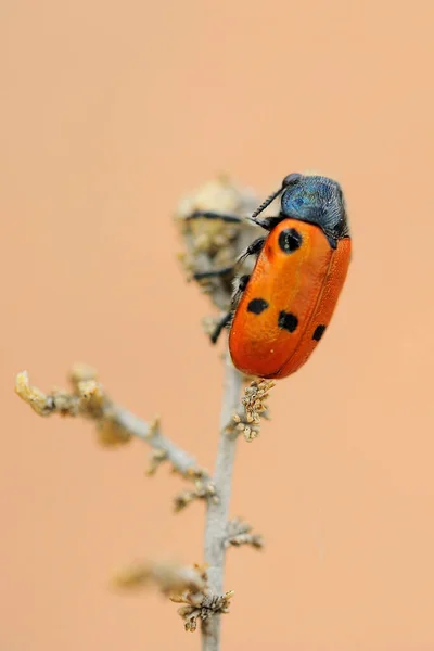 ラチャニアトリスティグマ（Lachnaia tritigma）は、クロヨモギ科の甲虫である。 — ストック写真