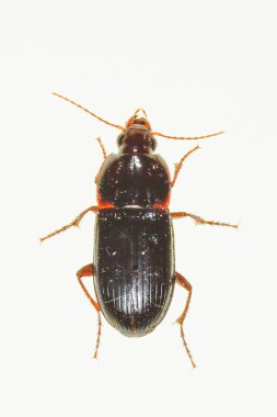 Calathus ambiguus subsp. Şevrolati. Geotrupidae familyasından bir böcek..