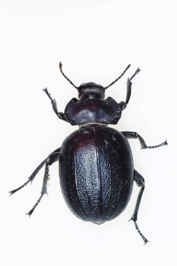 Morica hybrida, Tenebrionidae familyasından bir böcek türü.
