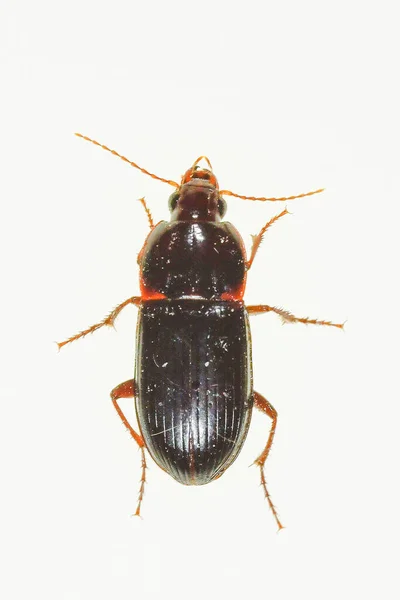 Calathus ambiguus subsp. chevrolati. Escarabajo de la familia Geotrupidae. —  Fotos de Stock