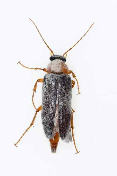 Cebrio sp, is a species of beetle in the Elateridae family — Stock Photo, Image