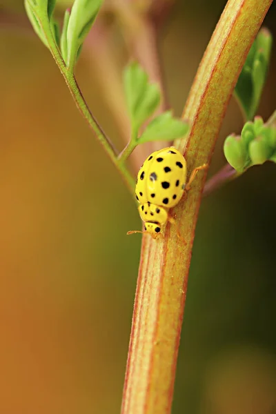 テアvintiiduopunctataまたは22ポイントの黄色のてんとう虫. — ストック写真