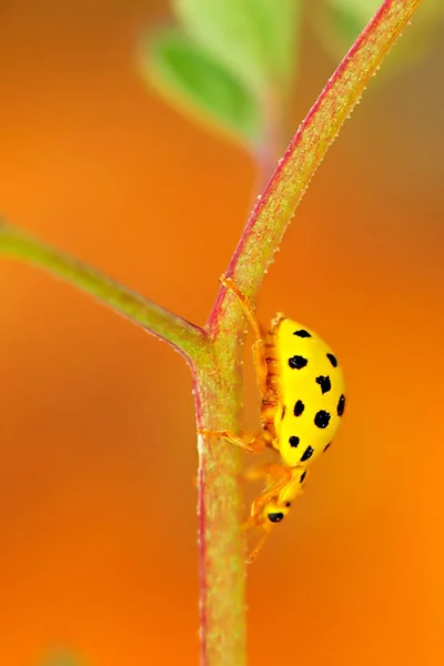 テアvintiiduopunctataまたは22ポイントの黄色のてんとう虫. — ストック写真