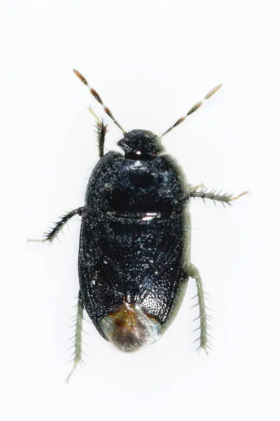 Macroscytus brunneus je druh brouka čeledi Cydnidae — Stock fotografie