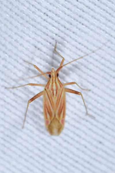Miridae ist eine Familie von Hemiptera-Insekten, die die Pflanzenkäfer enthält. — Stockfoto