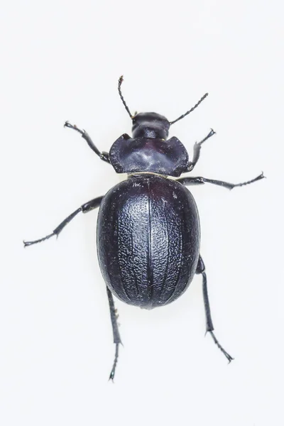 Morica hybrida é uma espécie de escaravelho da família Tenebrionidae. — Fotografia de Stock