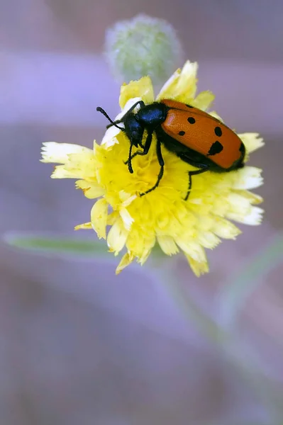 メラデス科の多形性甲虫Mylabris quadripunctata. — ストック写真