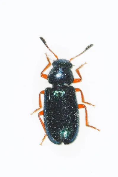 Necrobia rufipes, egy faj ragadozó bogár, a Cleridae család — Stock Fotó