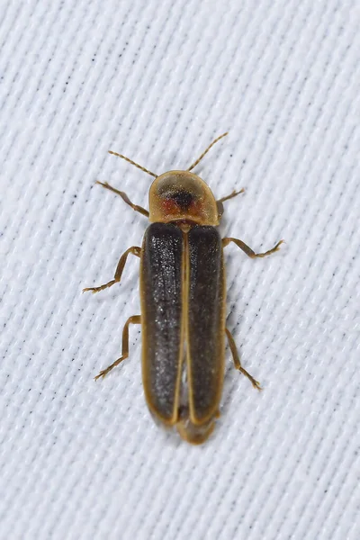 Nyctophila reichii, ou pirilampo mediterrânico, da família Lampyridae — Fotografia de Stock